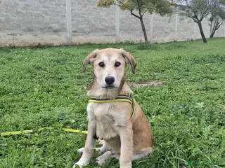 Meticcio cani Etna Cerca Famiglia. Info Monica 3890238584 - Annuncio 5