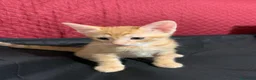 Meticcio gatti in regalo: Tiziano e Valentino 2 mesi  - Annuncio 10