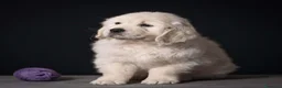 Golden Retriever cani in vendita: Cuccioli di Golden retriever disponibili  - Annuncio 4