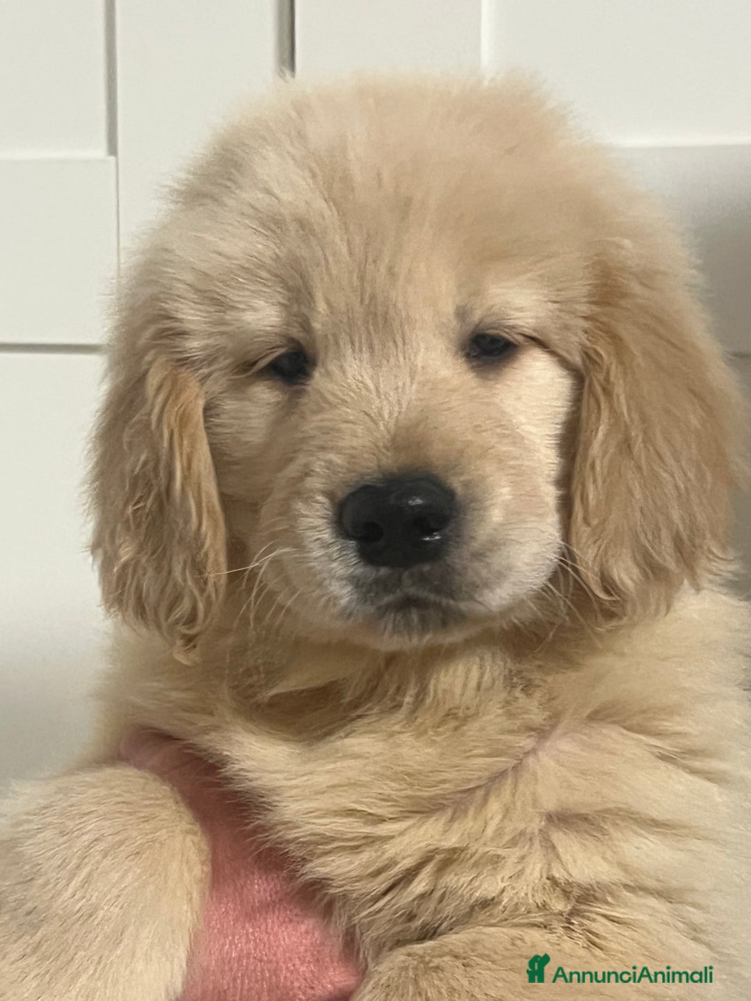Golden Retriever cani in vendita: Cuccioli Golden Retriever  - Annuncio 2
