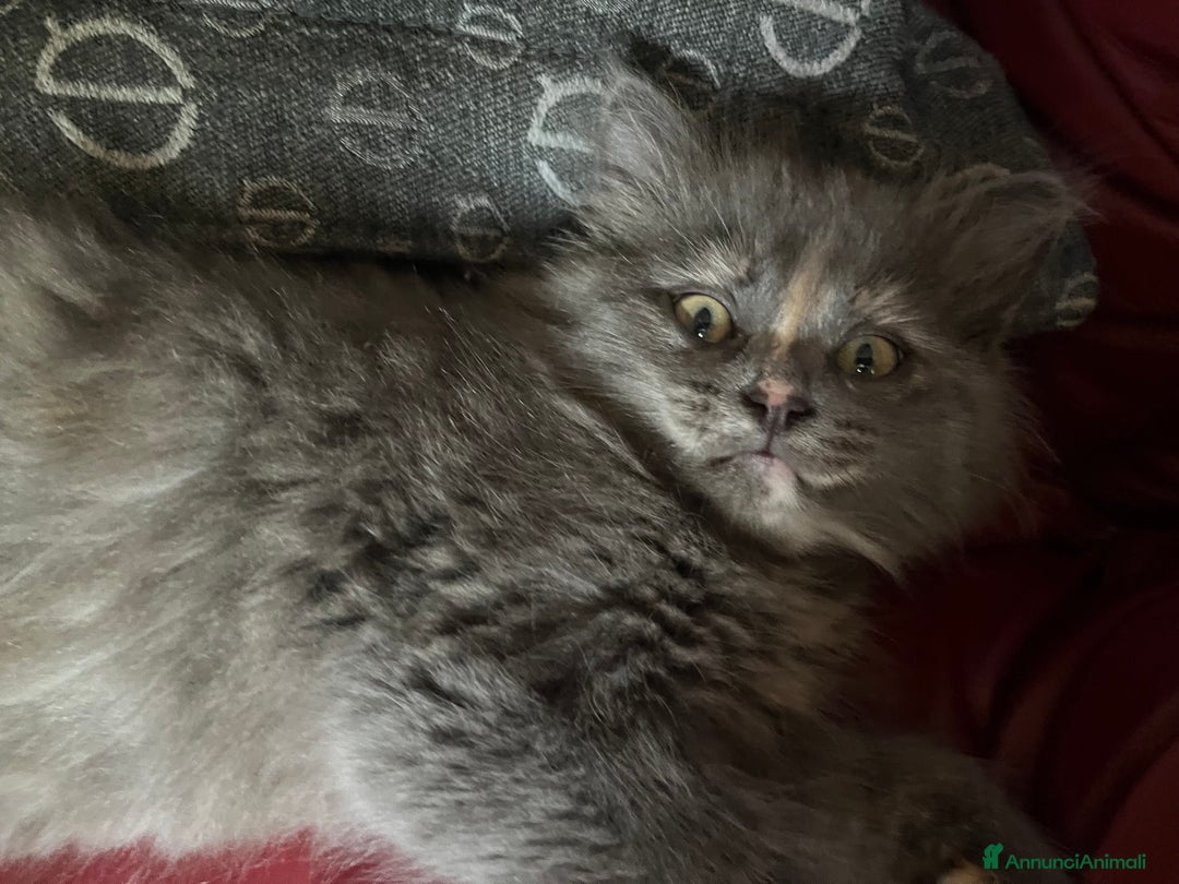 Siberiano gatti in vendita: Gatti siberiani  a Provincia di Biella - Immagine 18