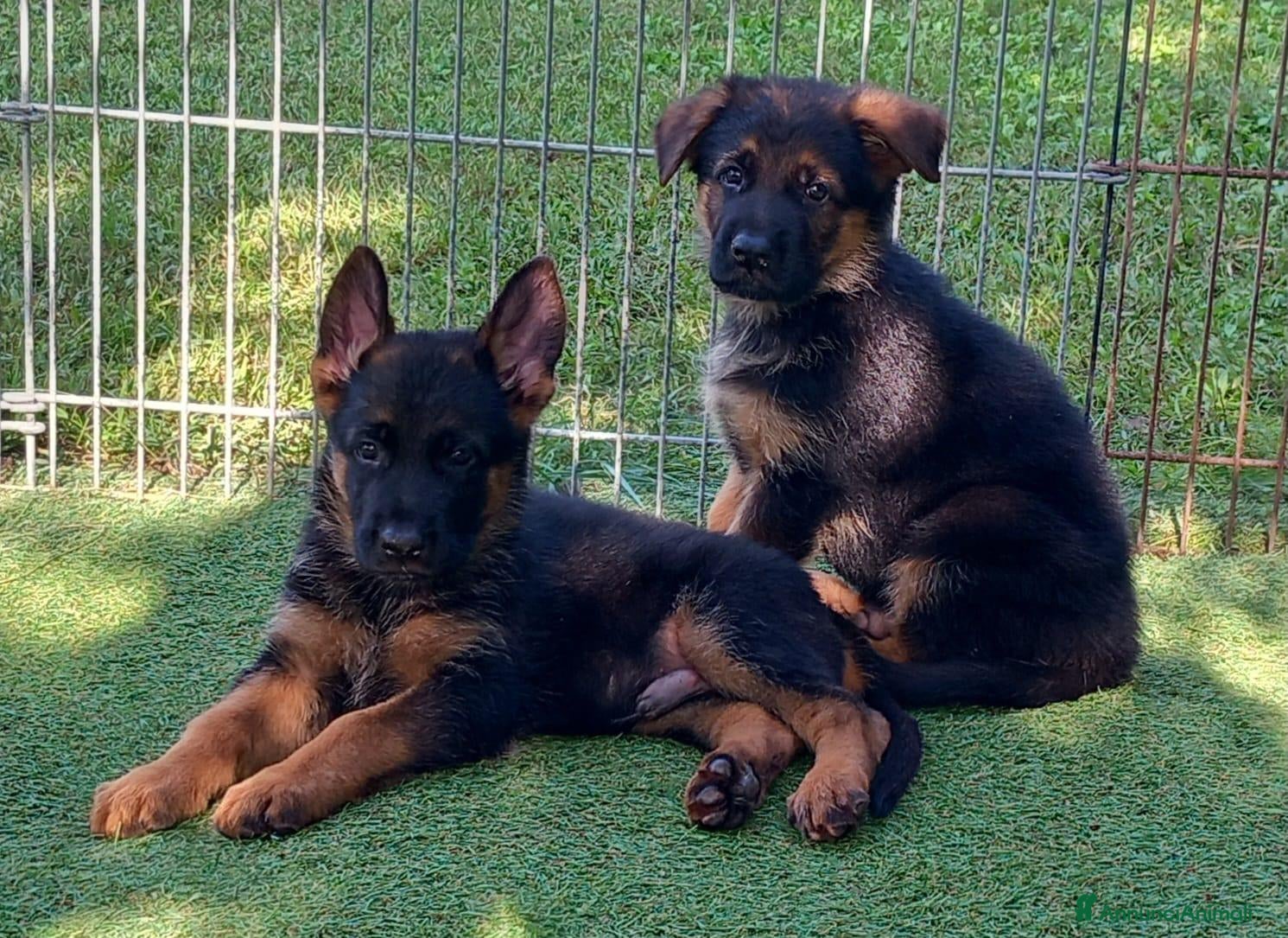 Pastore Tedesco cani cuccioli di pastore tedesco - Annuncio 2
