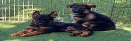 Pastore Tedesco cani in vendita: cuccioli di pastore tedesco - Annuncio 1