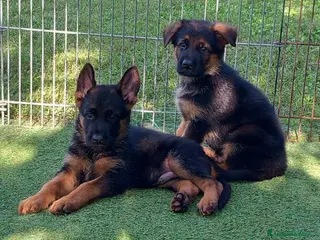 Pastore Tedesco cani cuccioli di pastore tedesco - Annuncio 2