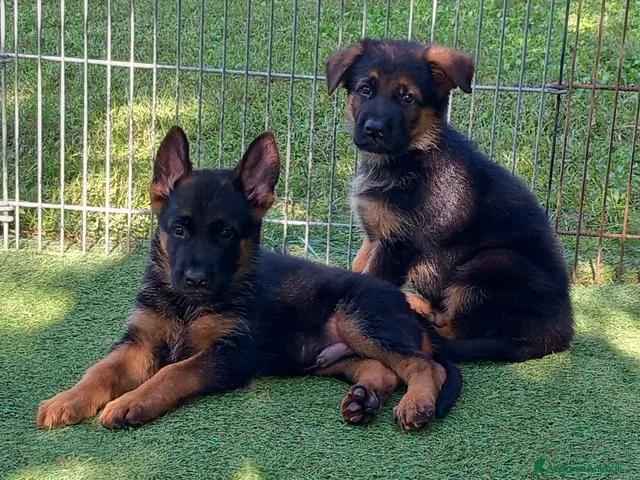 Pastore Tedesco cani cuccioli di pastore tedesco - Annuncio 3