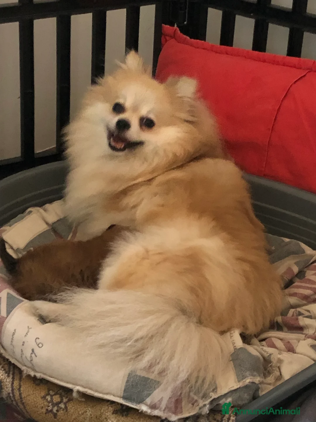 Volpino Pomerania cani in vendita: Spitz di pomerania nano  - Annuncio 3