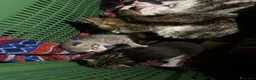 Meticcio gatti in regalo: 4 gattini - Annuncio 3