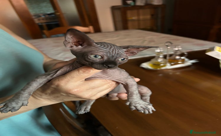 Sphynx gatti a Provincia di Vicenza - Annuncio 9
