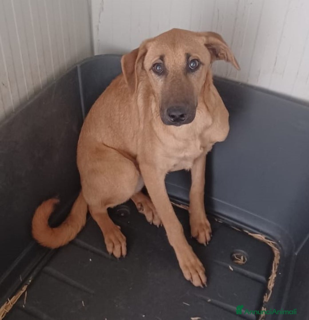 Meticcio cani in regalo: LA TIMIDA E DOLCE ALBICOCCA a Città metropolitana di Roma Capitale - Annuncio 5