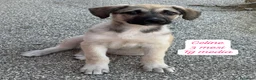 Meticcio cani in regalo: Bellissimi cuccioli in rifugio  a Città Metropolitana di Bologna - Annuncio 9