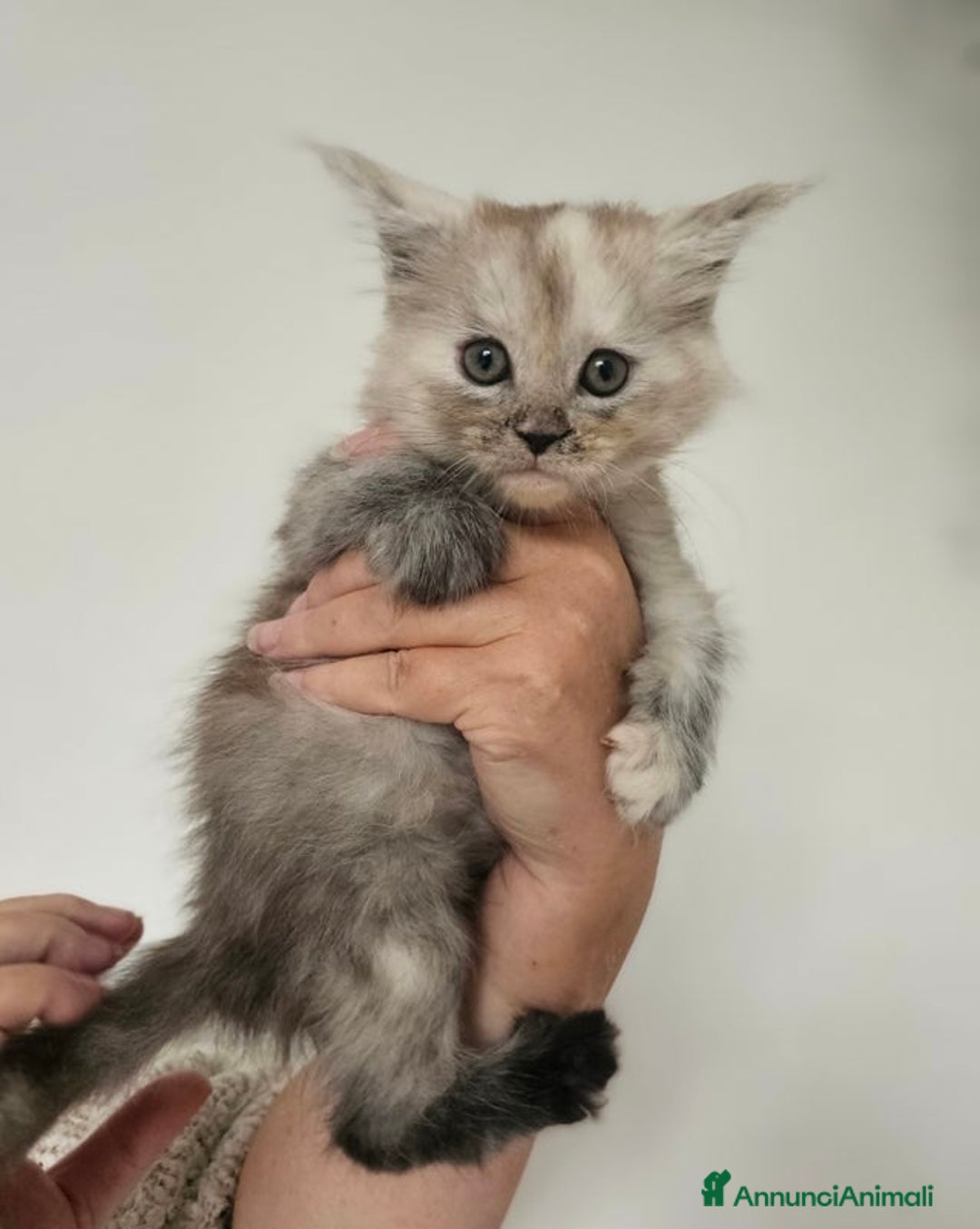 Maine Coon gatti in vendita: Cuccioli di Maine Coon ❤️ - Annuncio 4