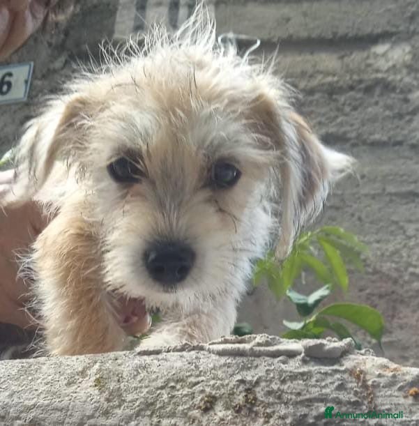 Meticcio cani Muffin dolcissimo cucciolo mix spinone  - Annuncio 33