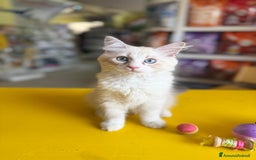 Siberiano gatti in vendita: Gattino siberiano a Città metropolitana di Roma Capitale - Immagine 2