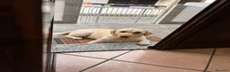 Labrador cani in regalo: Labrador  a Provincia del Verbano-Cusio-Ossola - Annuncio 3