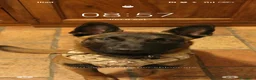 Pastore Belga cani in vendita: pastor belga malinois da monta - Annuncio 2