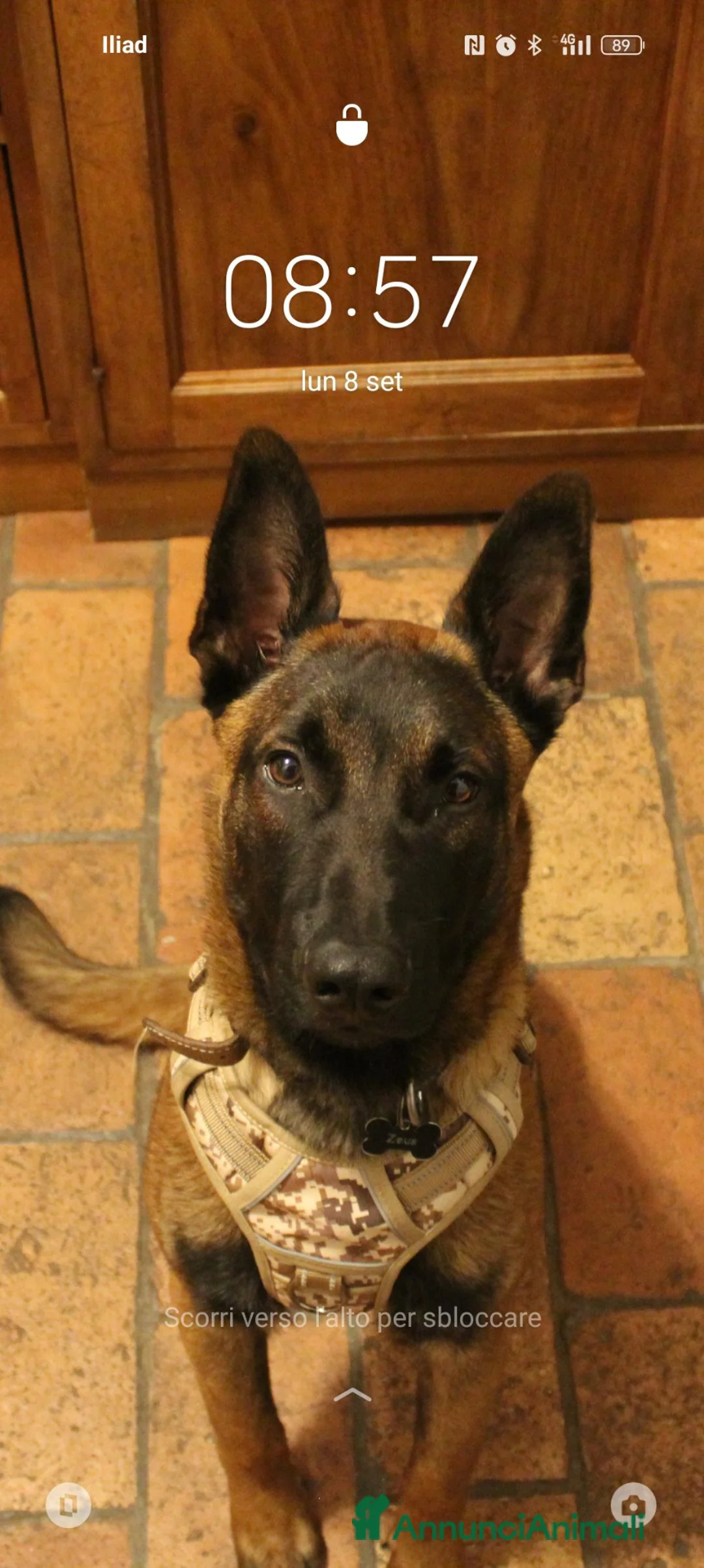 Pastore Belga cani in vendita: pastor belga malinois da monta - Annuncio 2
