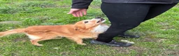Meticcio cani in regalo: RICKY 💙 11 kg di bontà a Provincia di Pistoia - Annuncio 7