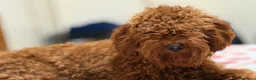 Barboncino Toy cani in vendita: Barboncini toy - Annuncio 11