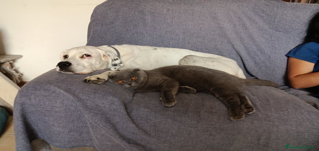 Immagine della galleria {{count}}