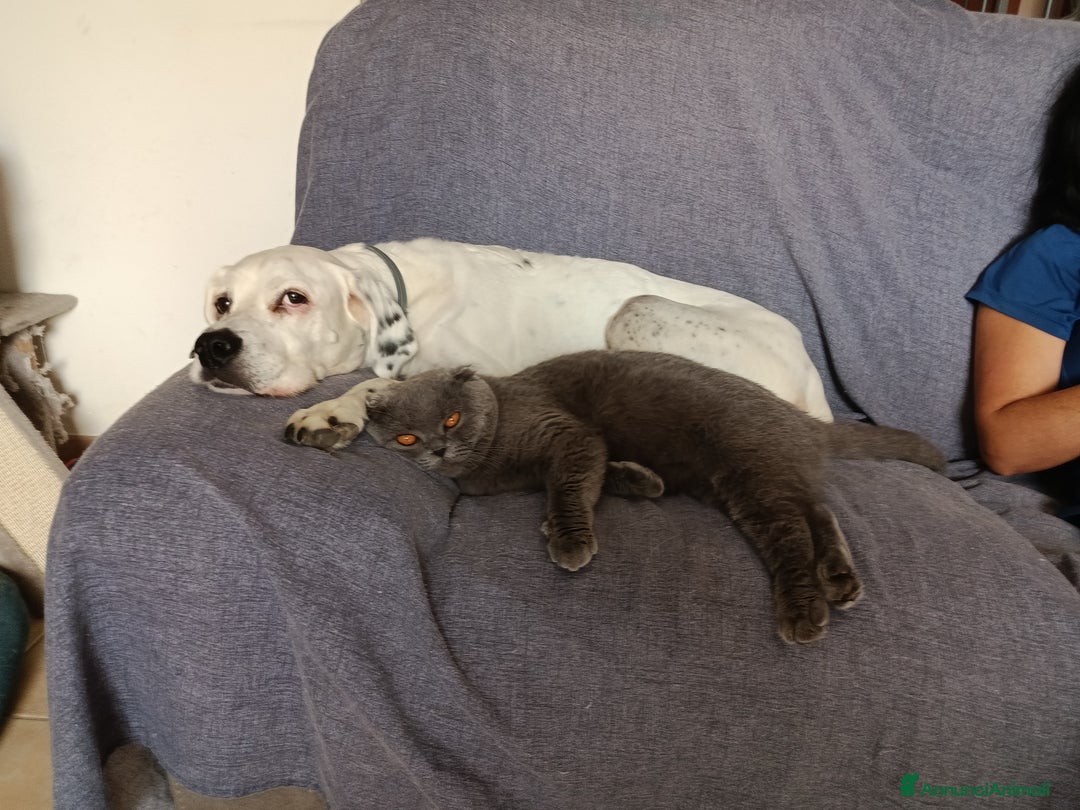 Immagine della galleria {{count}}