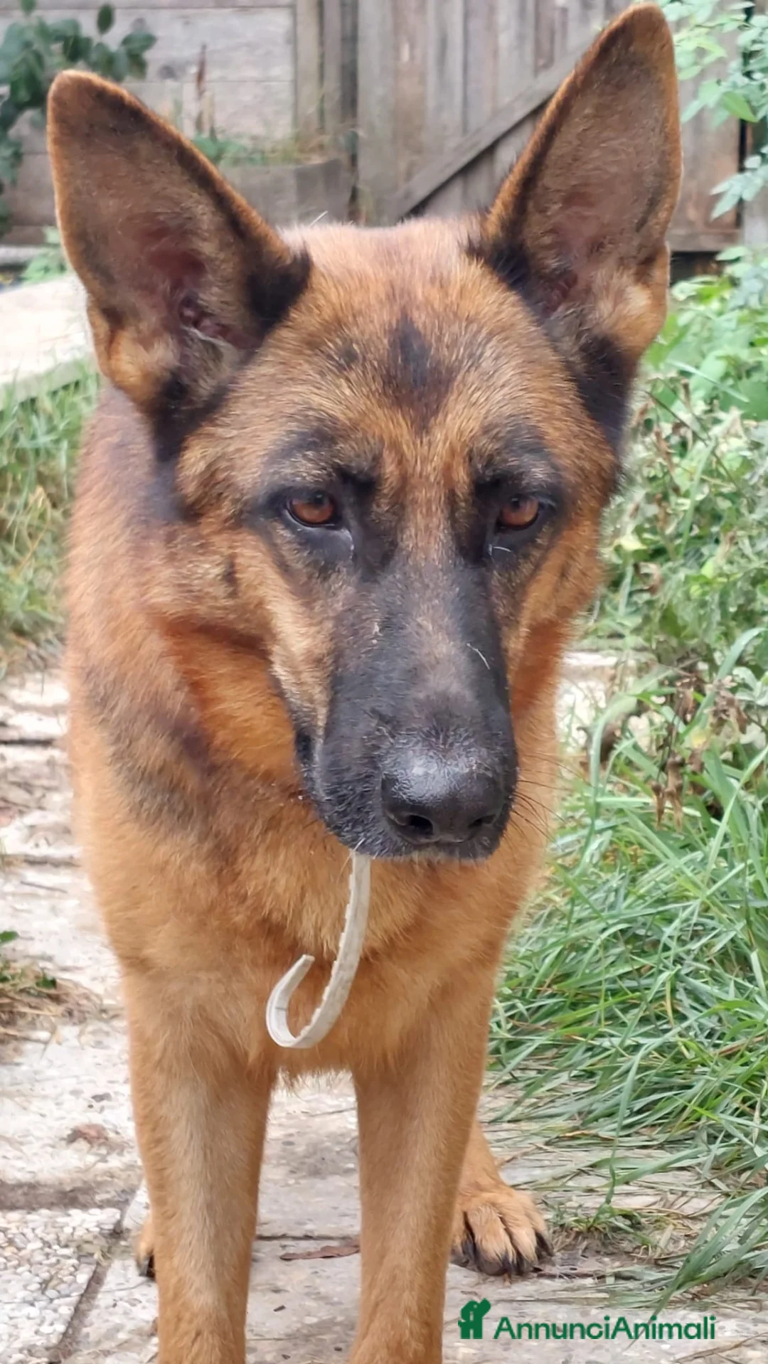 Pastore Tedesco cani in regalo: KIKKA CERCA CASA 🙏 - Annuncio 2