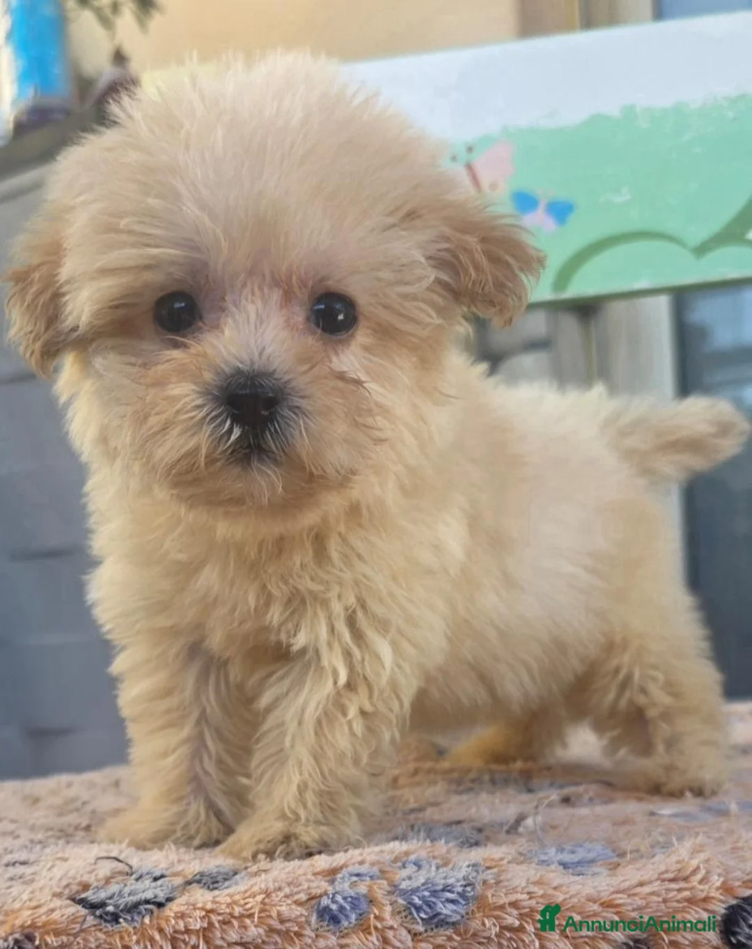 Maltese cani in vendita: Maltese  - Annuncio 2