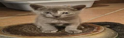 Europeo gatti in regalo: GATTINE 2 MESI - Annuncio 4