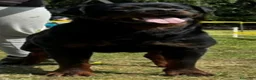 Rottweiler cani in vendita: Allevamento Rottweiler  - Annuncio 26