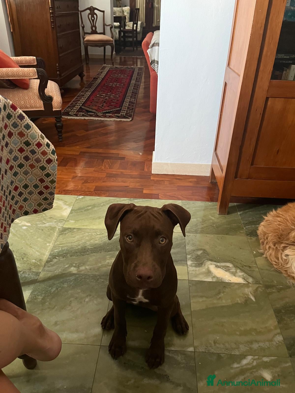 Pitbull cani Regalo cucciola di pitbull - Annuncio 10