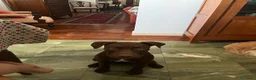 Pitbull cani in regalo: Regalo cucciola di pitbull a Provincia di Livorno - Annuncio 1