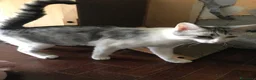 Meticcio gatti in regalo: Viola e Ciambella bellissime micine cercano casa! - Annuncio 12