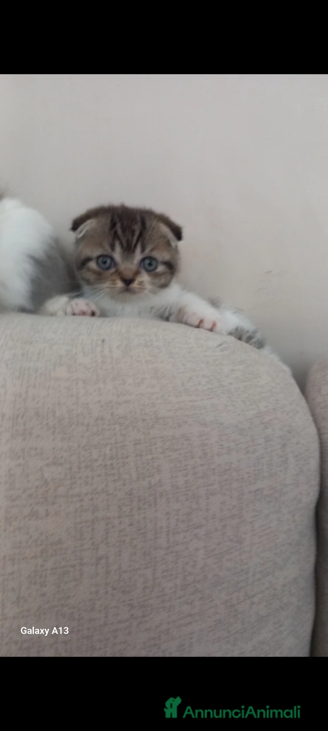Scottish gatti in vendita: Schottich Fold femminuccia  - Annuncio 1