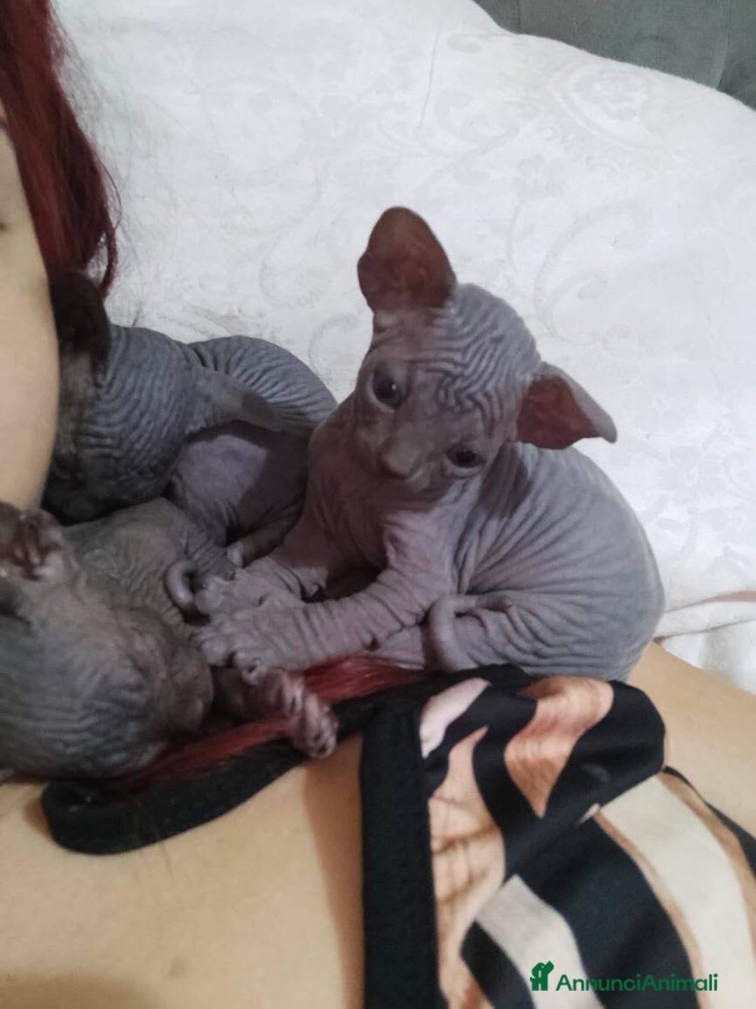 Sphynx gatti in vendita: Bellissimi cuccioli di sphynx con pedigree  - Annuncio 3