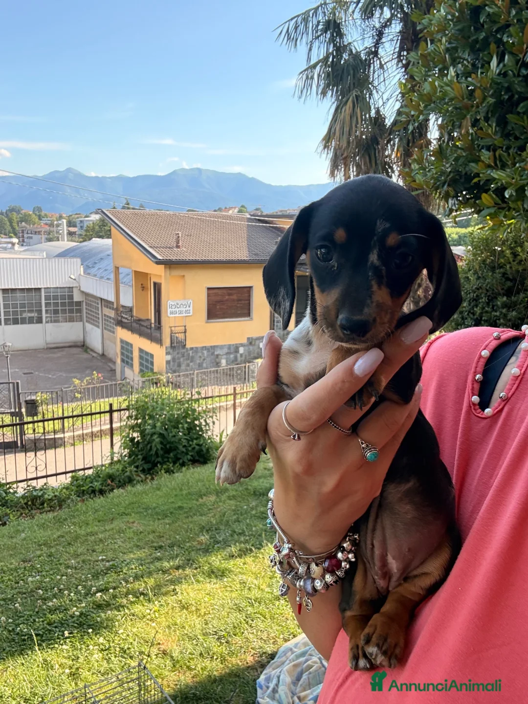 Bassotto cani in vendita: Bassottina - Annuncio 2