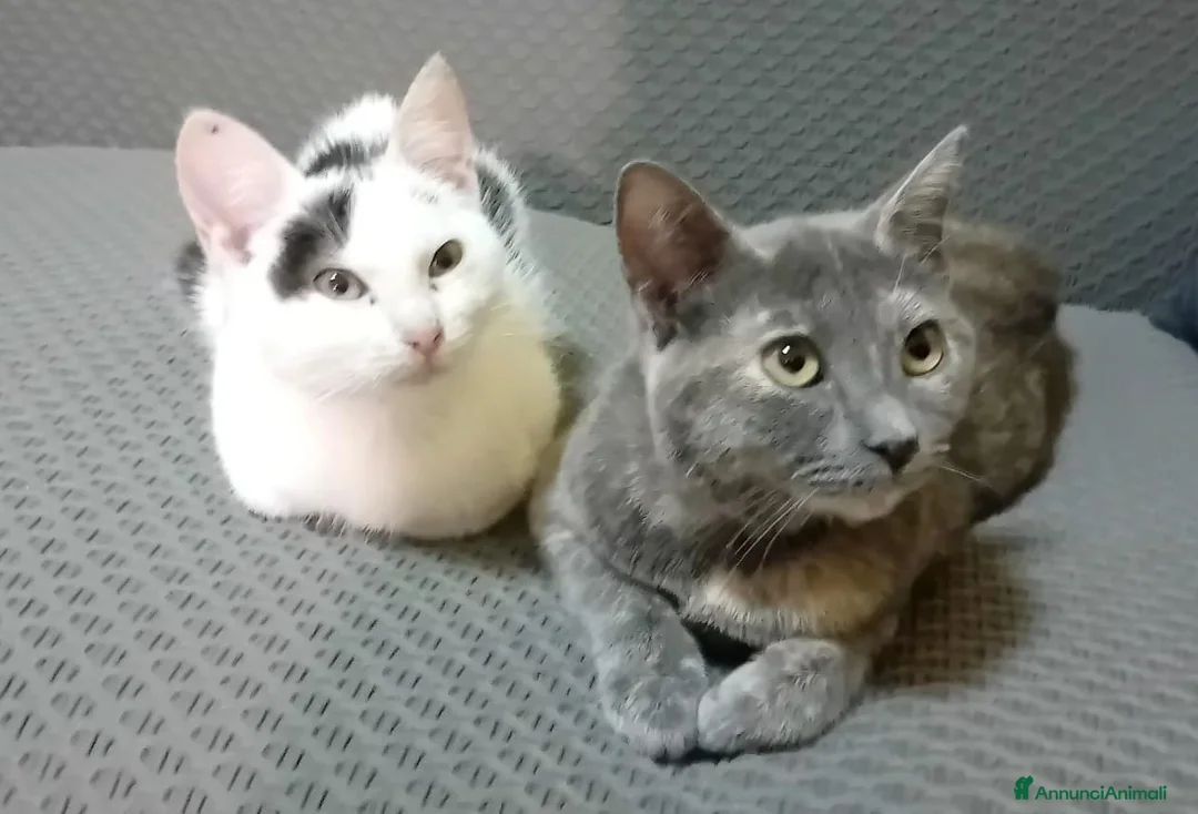 Meticcio cani in regalo: SOS SOS SOS DOLCE GATTINO - Annuncio 6