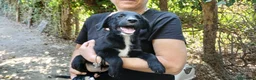 Meticcio cani in regalo: MASHA NON VUOLE CRESCERE IN CANILE, IN ADOZIONE - Annuncio 4