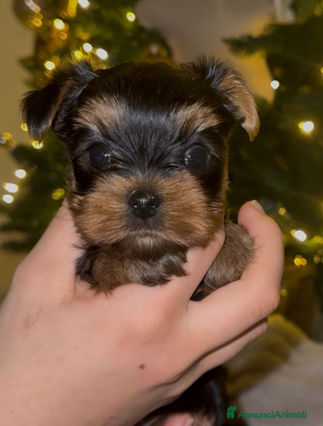 Yorkshire cani in vendita: Yorkshire – Cucciolata Casalinga con Pedigree  - Annuncio 1