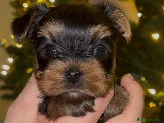 Yorkshire cani Yorkshire – Cucciolata Casalinga con Pedigree - Annuncio 2