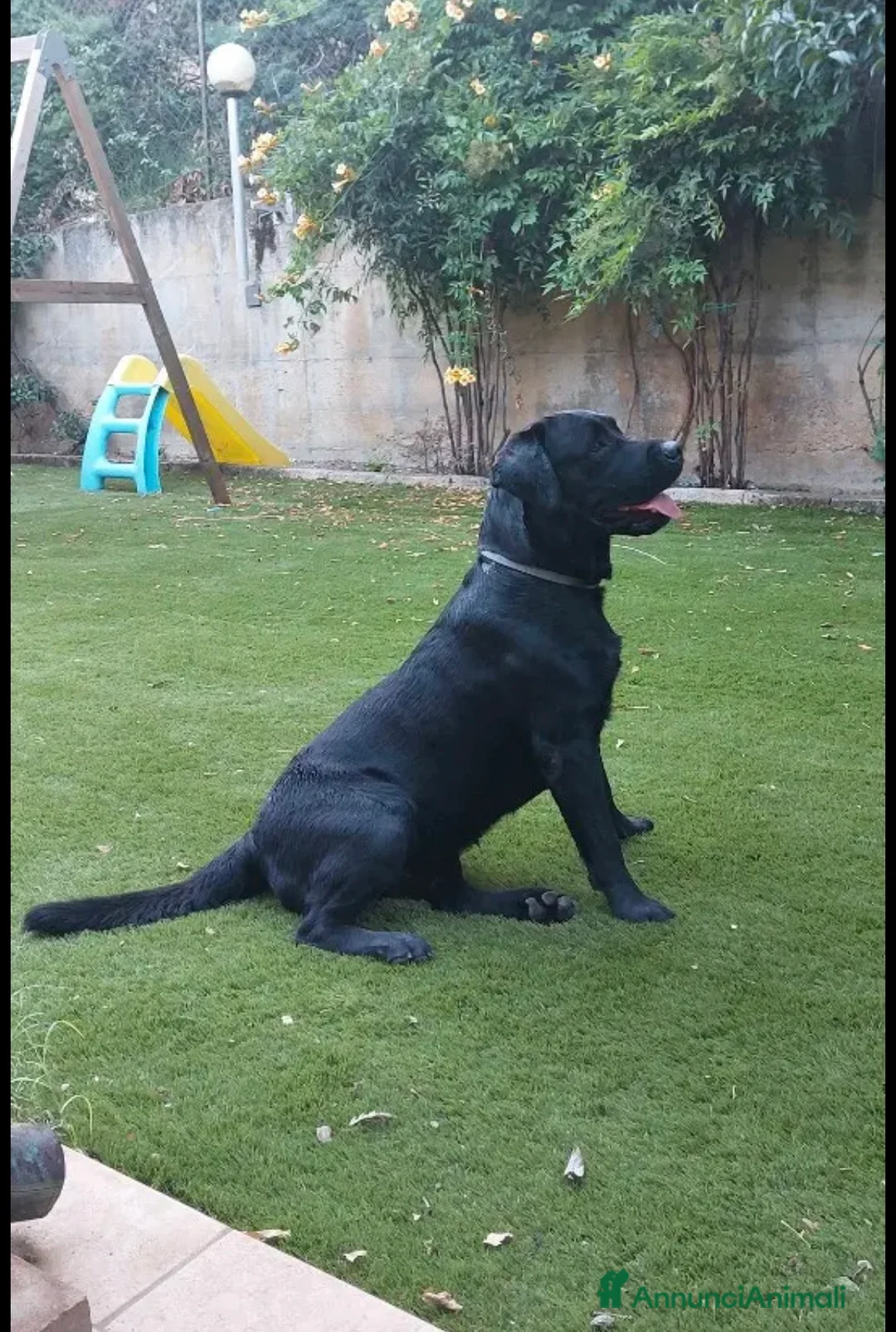 Labrador cani in vendita: Meravigliosi cuccioli Labrador  - Annuncio 2