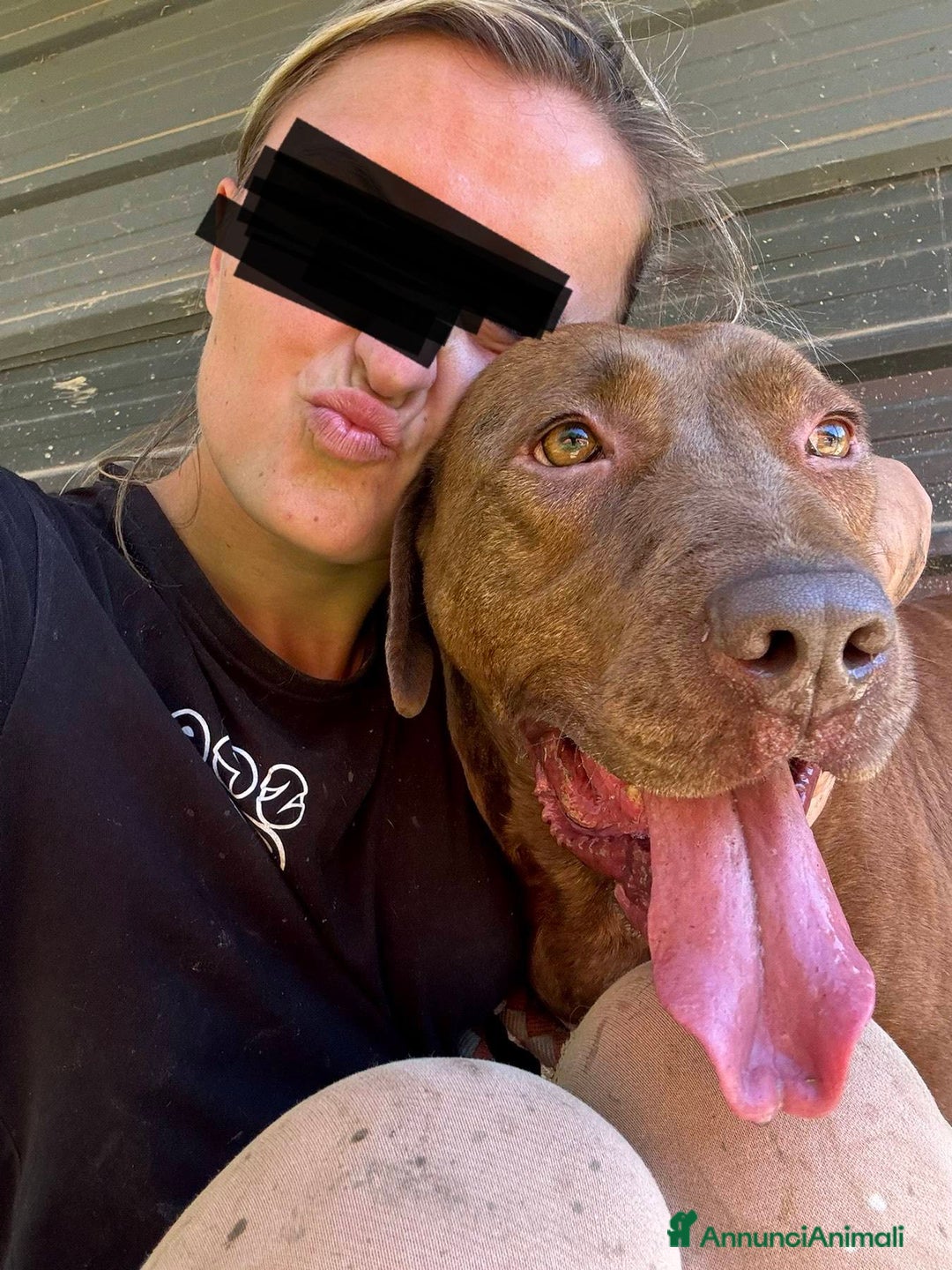 Shar Pei cani in regalo: AFRODITE, bellissima mix PIT - SHARPEI! - Annuncio 8