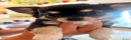 Chihuahua cani in vendita: CHIHUAHUA PELO LUNGO a Provincia di Brindisi - Annuncio 1