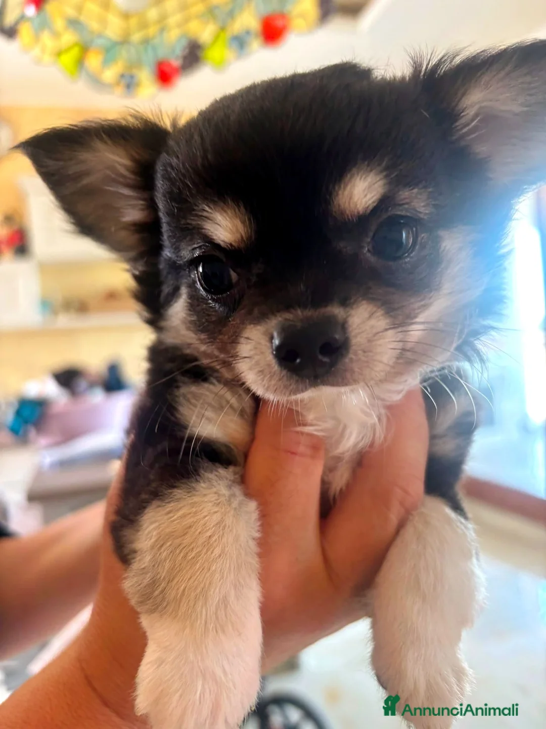 Chihuahua cani in vendita: CHIHUAHUA PELO LUNGO a Provincia di Brindisi - Annuncio 1