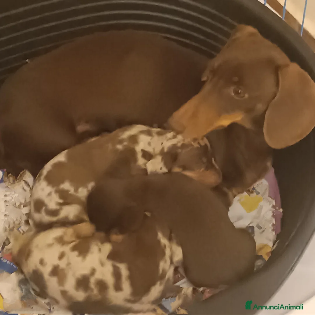 Bassotto cani in vendita: Cucciolo bassotto da non perdere.  - Annuncio 3