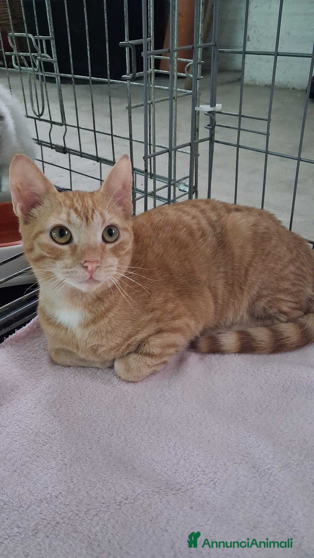 Altre razze gatti in regalo: GATTINA MERAVIGLIOSA - Annuncio 10