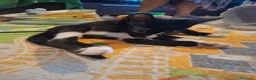 Meticcio gatti in regalo: 3 mesi, nata in casa, mamma FIV FELV negativa  - Annuncio 8