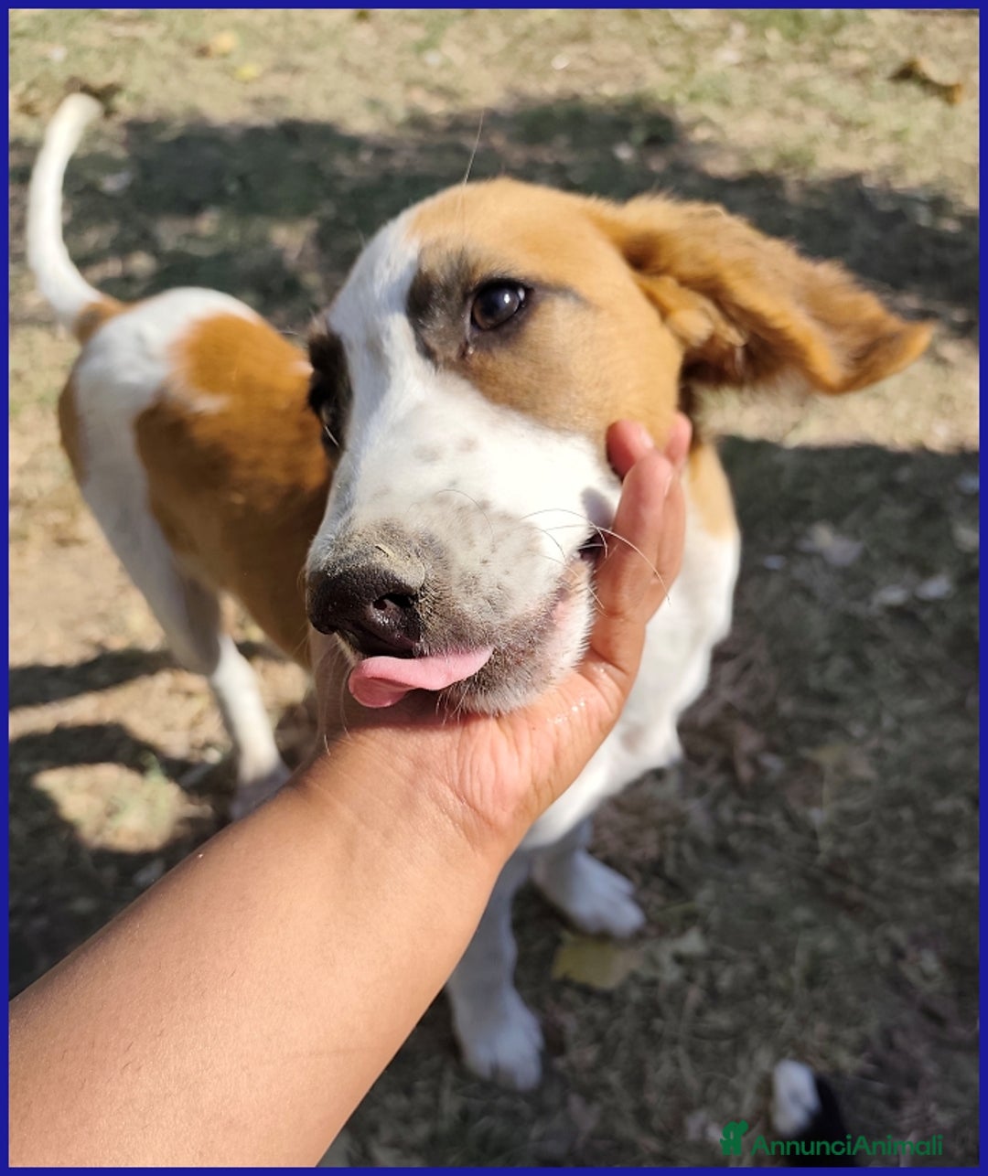 Meticcio cani in regalo: KELLY, CUCCIOLA 5 MESI ABBANDONATA CON LA SORELLIN - Annuncio 2
