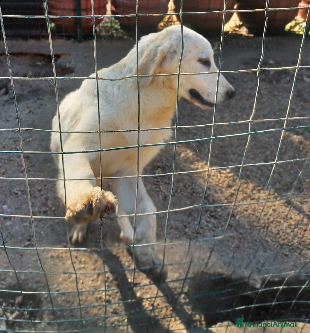 Meticcio cani IL DOLCISSIMO LUCKY a Provincia di Pistoia - Annuncio 2