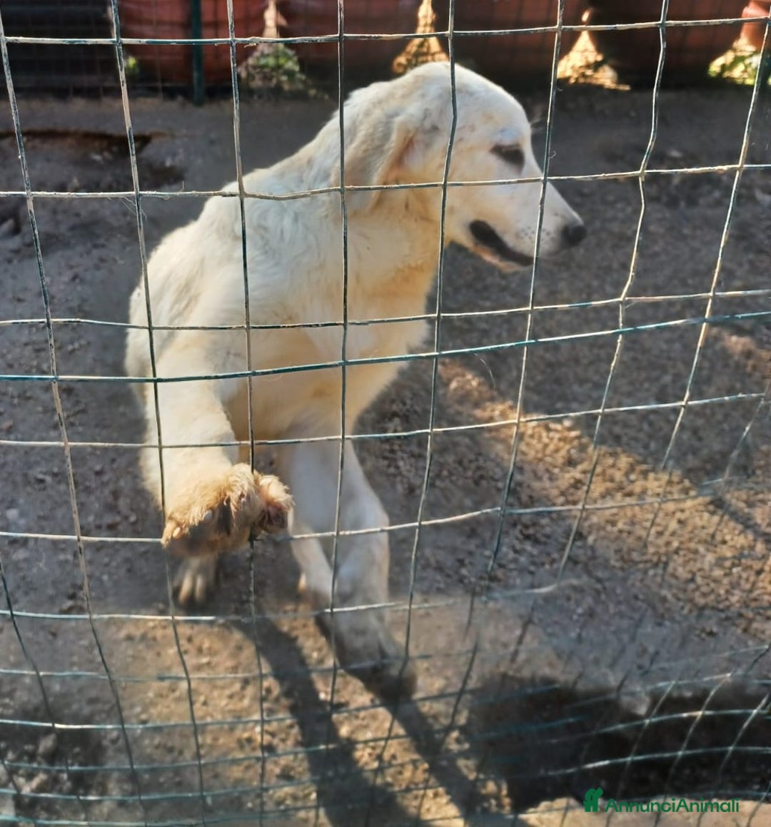 Meticcio cani in regalo: IL DOLCISSIMO LUCKY a Provincia di Pistoia - Annuncio 2