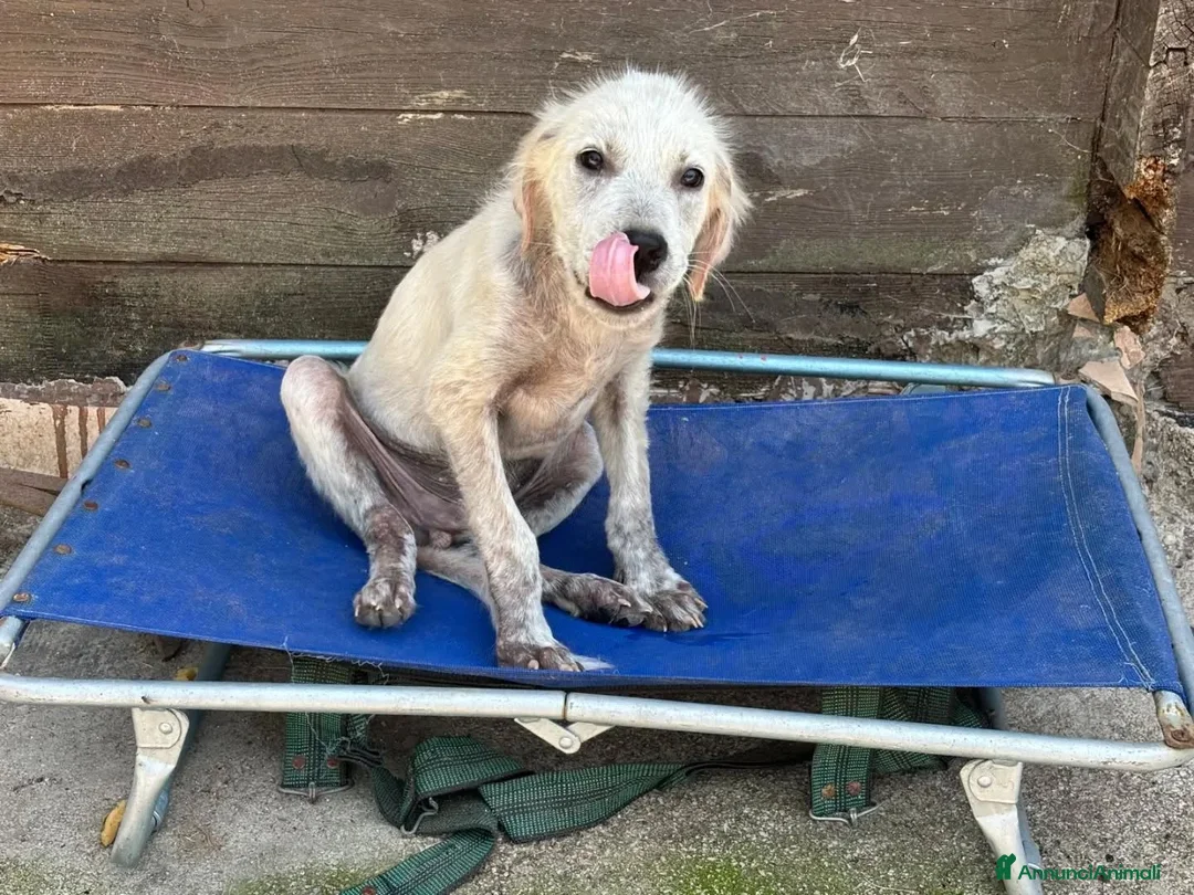 Meticcio cani in regalo: ELVIS CUCCIOLO incrocio golden retriever adozione - Annuncio 2