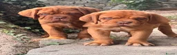 Dogue de Bordeaux cani in vendita: Dogue de Bordeaux CUCCIOLATA STRAORDINARIA  - Annuncio 4